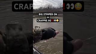 BIG STRIPER on a CRAPPIE JIG while CREEK FISHING‼️👀😳🐟 bassfishing crappiefishing kayakfishing [upl. by Ashwell]