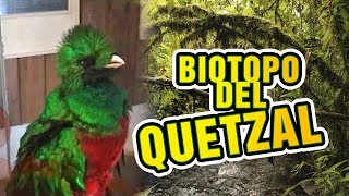 🌳 BIOTOPO DEL QUETZAL Purulha Baja Verapaz Guatemala │Ave Nacional El Quetzal [upl. by Raskind]