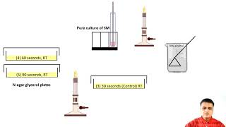 Isolation of pigment less mutants of Serratia marcescens using UV radiation as a mutagen [upl. by Noinatrad]