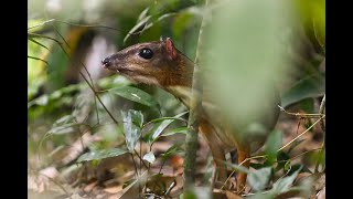 Lesser Mouse deer [upl. by Pepe]