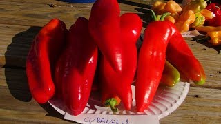 ⟹ Cubanelle Pepper  Capsicum annuum  Pod Review [upl. by Sontich]