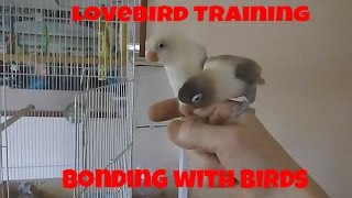 Lovebird Training Bonding with Birds [upl. by Rebeca514]