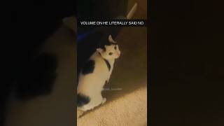 Los momentos más graciosos y divertidos de gatos 😹😂  Momentos divertidos de gatos 🤑👌 [upl. by Braynard2]