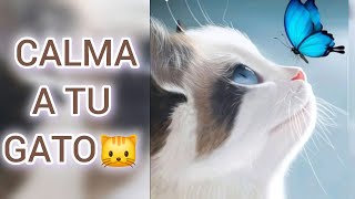 MÚSICA PARA GATOS NERVIOSOS E INQUIETOS  CALMA AL INSTANTE [upl. by Enelrae183]