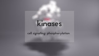 Cell signalling kinases amp phosphorylation [upl. by Narud]