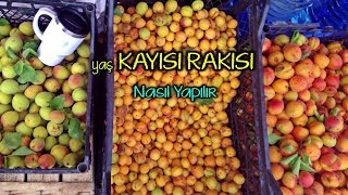 Tanrıların ve Kralların Kutsal Şehri  EFES ve Müthiş Hikayesi [upl. by Naitsirt]