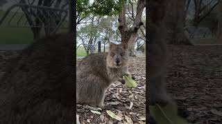 クォッカは食事中です quokka is eating animal cute [upl. by Odella]