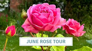 English Cottage Garden Rose Tour David Austin Roses Best Garden Roses  Cottoverdi [upl. by Ellenar]