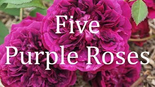 Five Purple Roses [upl. by Materi617]