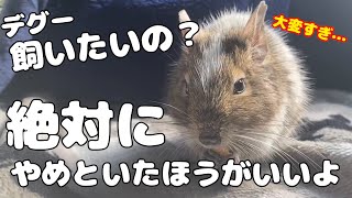 【最新版】デグーを迎えようか悩んでいる人へ【絶対飼わないほうがいいよ】 [upl. by Nylanej]