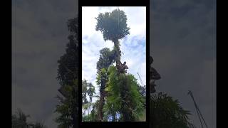 😲😲🤣 Uper KY karrahahy shortsvideo shortvideo shorts short funnytravelnature treeclimberfun [upl. by Samaj655]