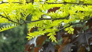 Gleditsia triacanthos Sunburst [upl. by Esela386]