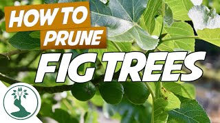 Pruning Fig Trees For Dormancy Winter Storage And Maximum Production [upl. by Ainegul438]