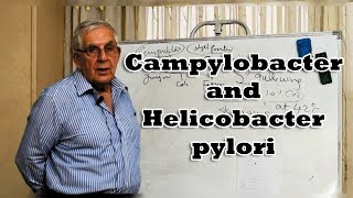 Campylobacter and Helicobacter pylori  العطيفة و جرثومة المعدة [upl. by Alethia]