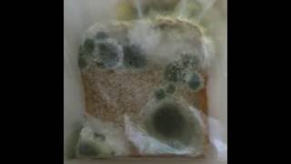 Mouldy bread timelapse [upl. by Jarrett]