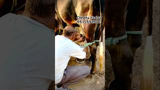 Super Gir Lendo Ready For Sell cow gau animals trending shorts youtubeshorts bull cattlefarm [upl. by Reilly711]