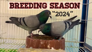 quot2024quot Pairing up the racing pigeons [upl. by Acimak]