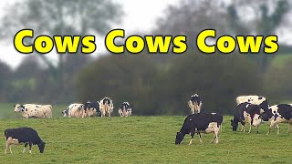 Cows Cows Cows ⭐ 8 HOUR Cow Videos ⭐ [upl. by Zahc]