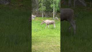 Safaride beyaz bebek geyik🎈 sweden isveç älgsafari moose baby geyik bebek safari nature [upl. by Scarlet793]