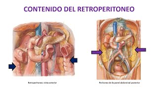 RETROPERITONEO Primera parte 1 de 3 [upl. by Nyrmac]