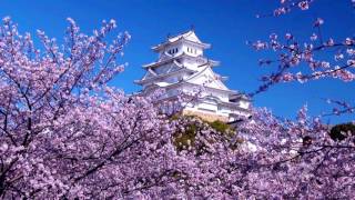 Most beautiful cherry  Japan HD1080p [upl. by Annnora]