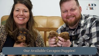 Our Available Cavapoo Puppies [upl. by Auqenwahs]