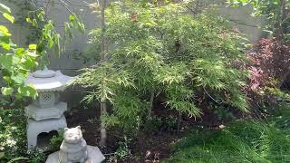 Viridis Japanese maple in zone 10B from February to April 2022 [upl. by Jarret]