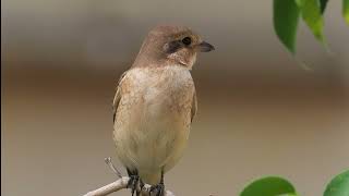 Isabelline shrike الصرد أحمر الذيل [upl. by Arturo]