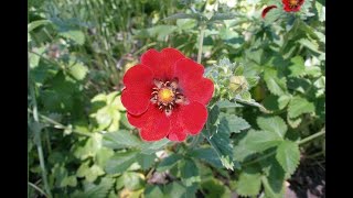 Лапчатка5 Potentilla5 Garden flowers132 Декоративные растения [upl. by O'Neill]