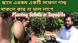 ড্রামে সফেদা গাছে বাম্পার ফলন। How to grow Sofeda or Sapodilla in Rooftop garden [upl. by Avert]