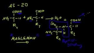 Proteine  1 Aminosäuren und Peptidbindung [upl. by Nnairb]