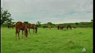 Criacao de cavalos  Programa Bahia Rural TV Bahia  Rede Globo de Televisão [upl. by Norrie939]