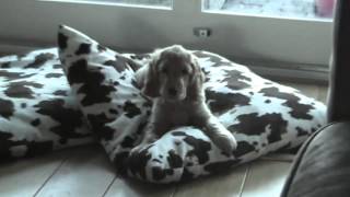 Cocker Spaniel Puppy Barking [upl. by Yslek]