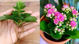 How to grow KALANCHOE plant from cuttings  Kalanchoe propagation [upl. by Leicam]