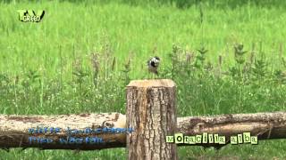 Witte kwikstaart  Pied Wagtail  Motacilla alba [upl. by Eitten]