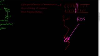 11  Cellular mechanisms of cell injury  Free radical damage Reactive oxygen species glutathione [upl. by Alohcin]