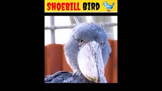 Shoebill bird facts amazingfacts mystery [upl. by Nadean]