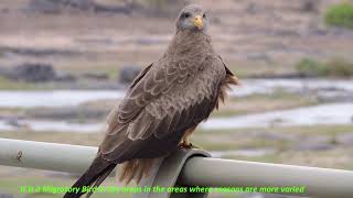 Yellow Billed Kite seen in the Kruger Park [upl. by Karena85]