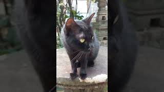 Black Cat Meowing cat cute meow [upl. by Myo]