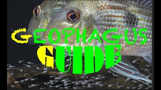 Geophagus  Guide to Amazonian Eartheaters  nearly all Geophagus species [upl. by Politi89]