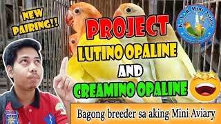 Lutino Opaline at Creamino Opaline Project 😍  Bagong paresan sa aking Mini Aviary 🦜 Vlog 17 [upl. by Narmis]