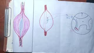 guyton chapter 55 part 5 Golgi tendon organgolgi tendon reflexe gold tendon organ in Hindimbbs [upl. by Spada184]