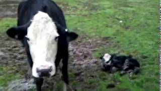 Angry Cow protecting newborn calf [upl. by Chandal485]