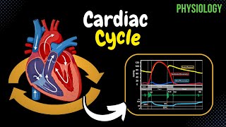 Understanding the Cardiac Cycle Phases Pressure Graphs Sounds Volumes  Heart Physiology [upl. by Annat]