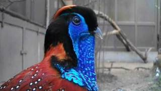 Temmincks tragopan courtship display  Antwerp Zoo [upl. by Gawen]