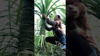 Unique Technique of Farming Sugarcane farming sugarcane satisfying [upl. by Aldarcy725]