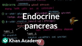 Endocrine pancreas  Gastrointestinal system physiology  NCLEXRN  Khan Academy [upl. by Rosemarie]