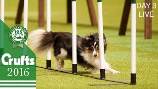 Day 3 Live  Crufts 2016 [upl. by Phila]