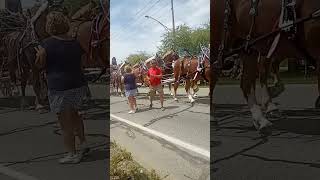 2024 Elkhart County 4H Parade [upl. by Deedee]