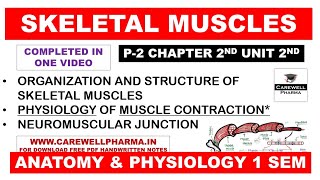 Skeletal Muscle  Physiology of Muscle Contraction  Neuromuscular Junction  Structure  Ch 2 U 2 [upl. by Yee]